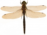 Somatochlora metallica