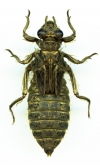 Gomphus vulgatissimus
