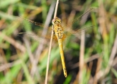 Sympetrum fonscolombii