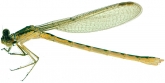 Sympecma paedisca, 