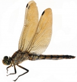 Orthetrum cancellatum,  