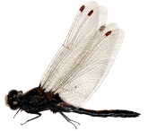 Leucorrhinia rubicunda, 