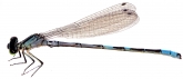 Coenagrion hastulatum, 