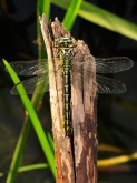 Ophiogomphus cecilia