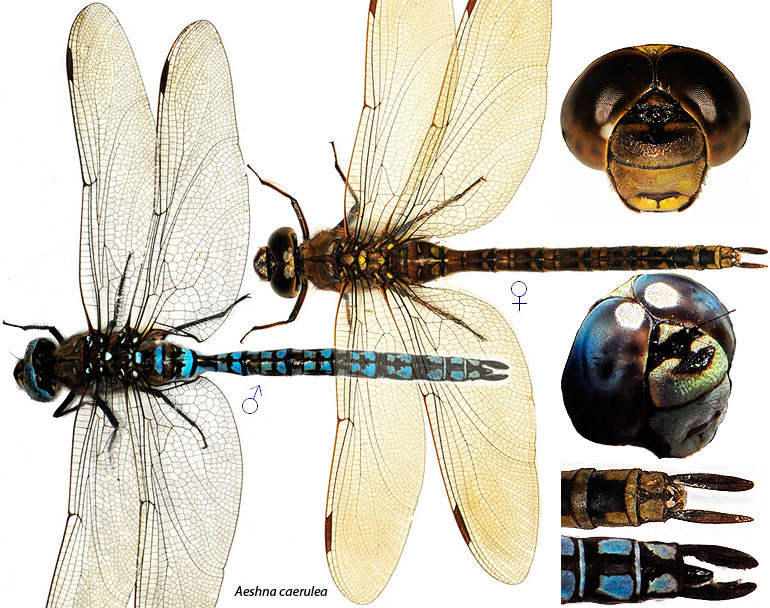 Aeshna caerulea