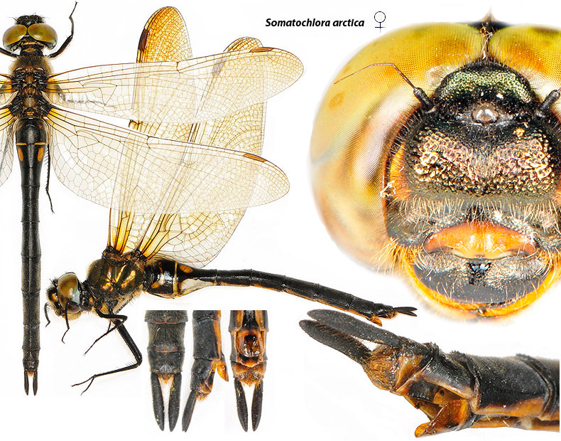 Somatochlora arctica