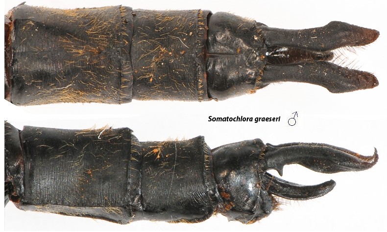 Somatochlora graeseri Зеленотелка Грезера