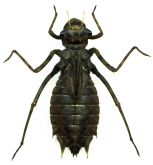 Epitheca bimaculata