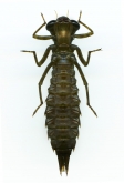 Aeshna crenata