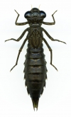 Aeshna crenata