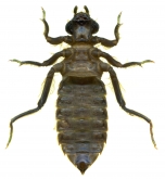 Gomphus epophthalmus