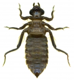 Gomphus epophthalmus, 