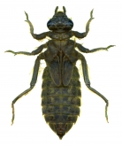 Gomphus epophthalmus