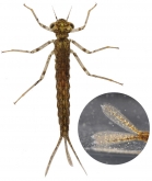 Ischnura elegans