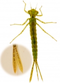 Ischnura elegans