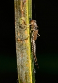 Sympecma paedisca