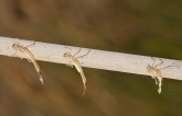  Enallagma cyathigerum