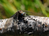 Aeshna caerulea