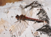 Sympetrum vulgatum