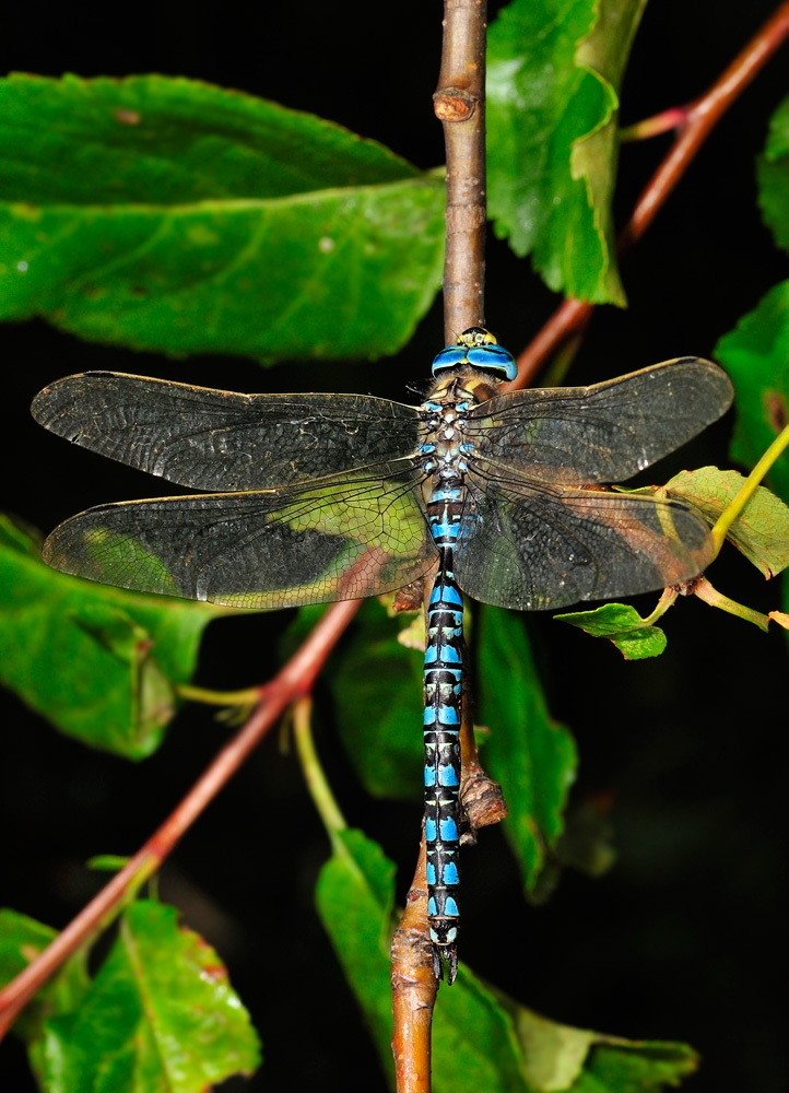 Aeshna serrata