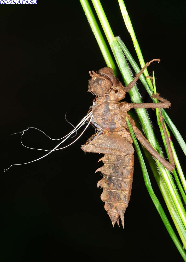  Epitheca bimaculata