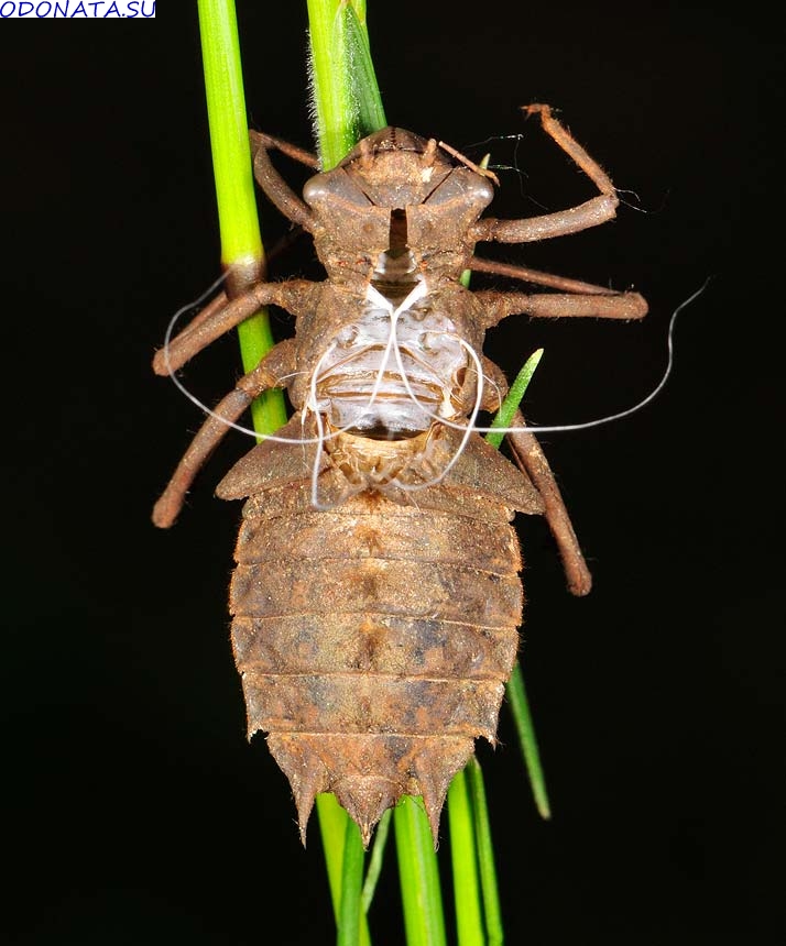  Epitheca bimaculata