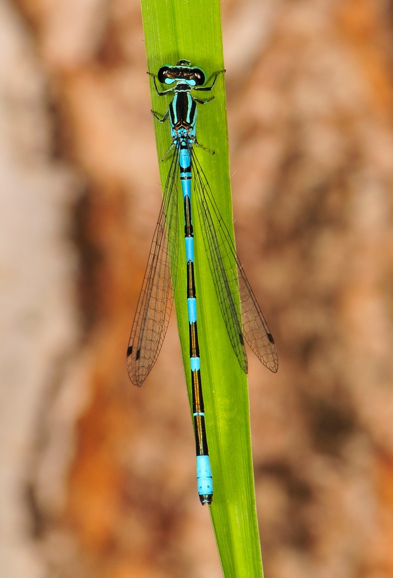 Coenagrion johanssoni