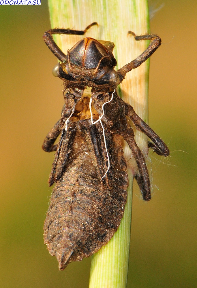  Cordulia aenea