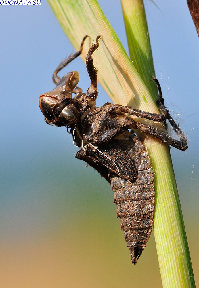  Cordulia aenea