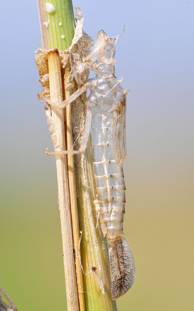  Enallagma cyathigerum