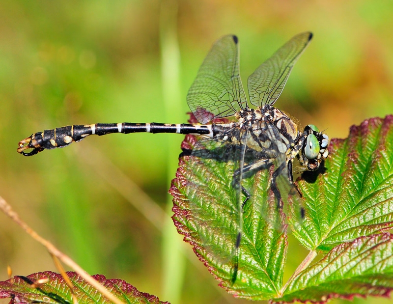 Onychogomphus forcipatus