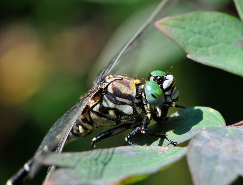 Onychogomphus forcipatus
