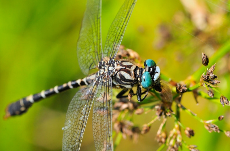 Onychogomphus forcipatus