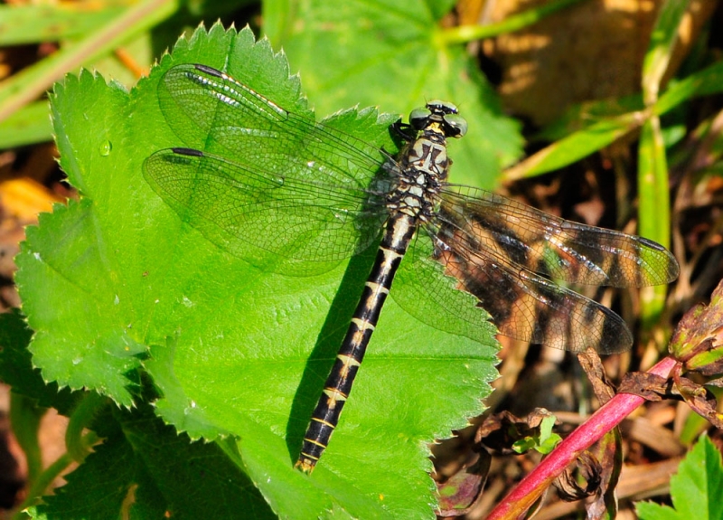 Onychogomphus forcipatus
