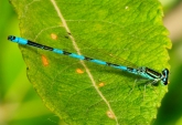 Coenagrion ecornutum
