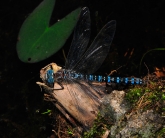 Aeshna crenata