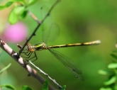 Lestes sponsa