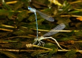 Platycnemis pennipes