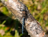 Aeshna caerulea