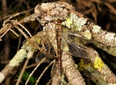 Aeshna caerulea