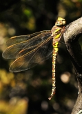 Aeshna juncea, 