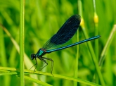 Calopteryx splendens