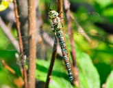 Aeshna cyanea, 