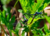 Coenagrion glaciale