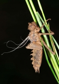  Epitheca bimaculata