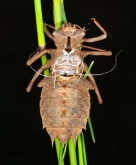  Epitheca bimaculata