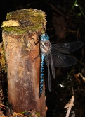 Aeshna crenata