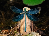 Calopteryx virgo, 