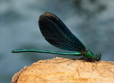 Calopteryx virgo, 