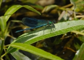 Calopteryx splendens